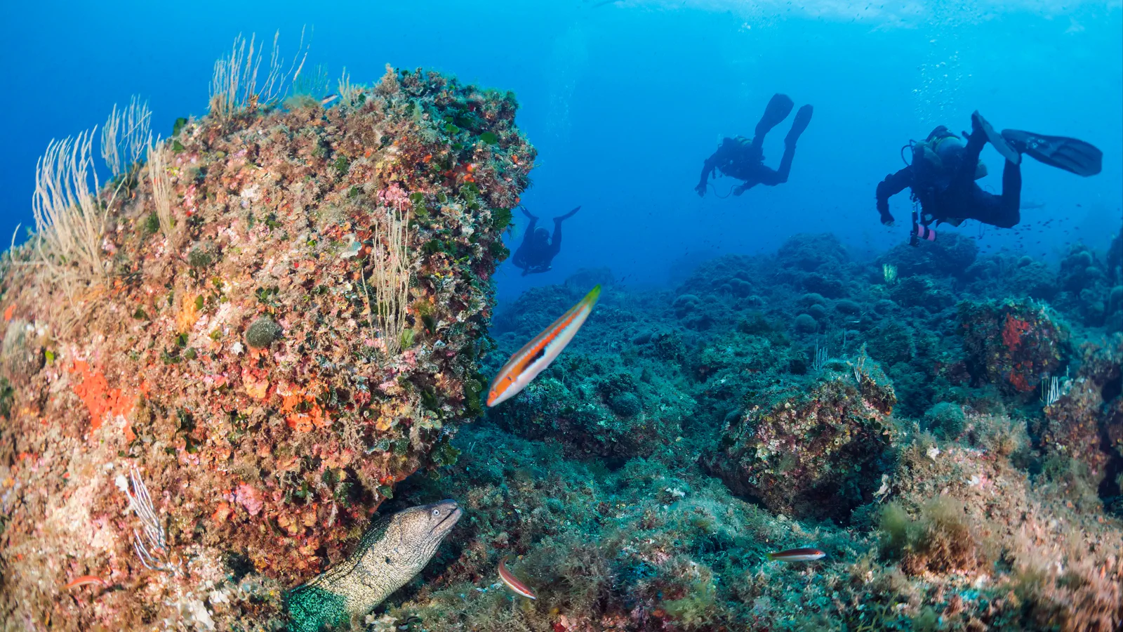 Diving Saint-Cast-le-Guildo: Brittany's Emerald Coast Underwater