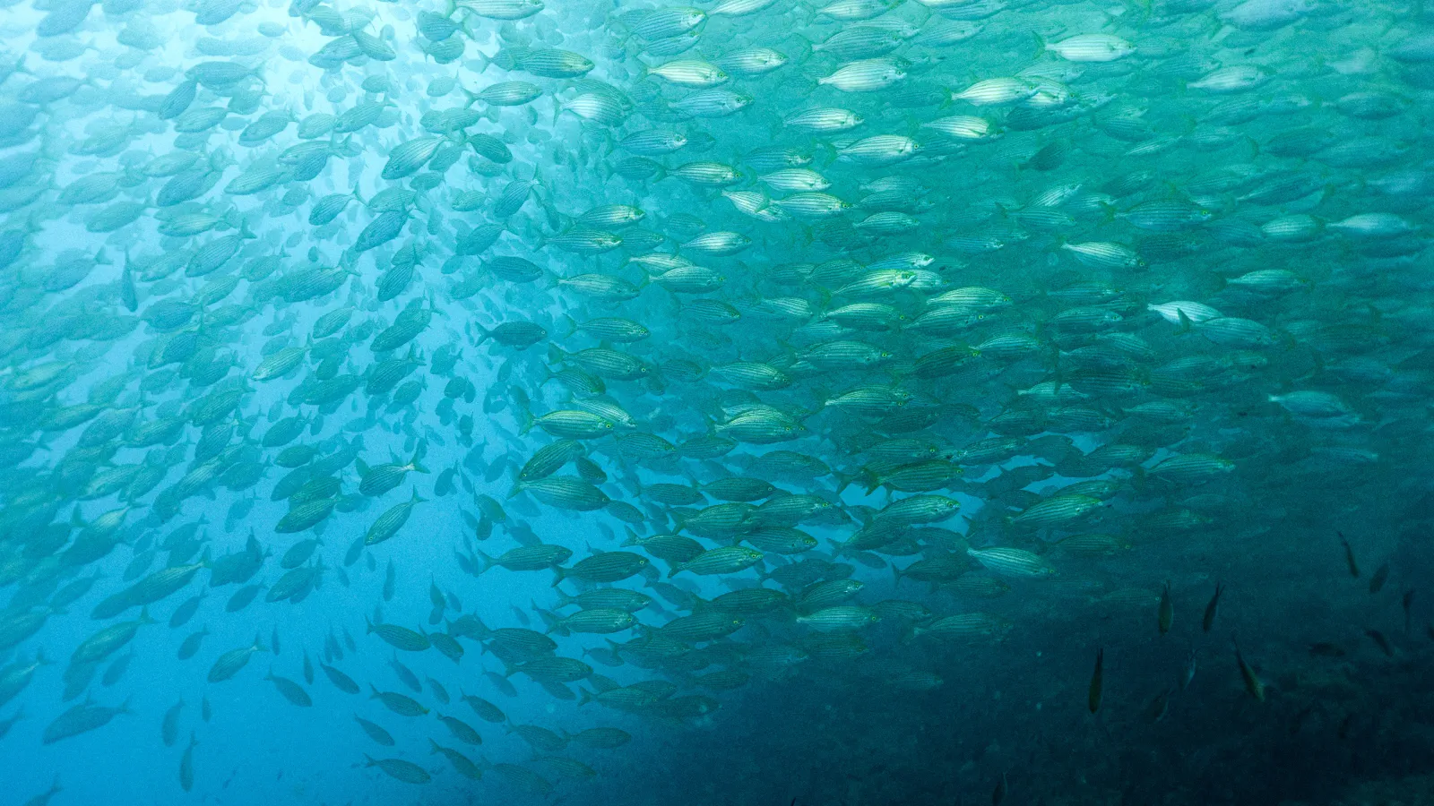 Mediterranean Sea Life: Marine Species, Seasons & Sites