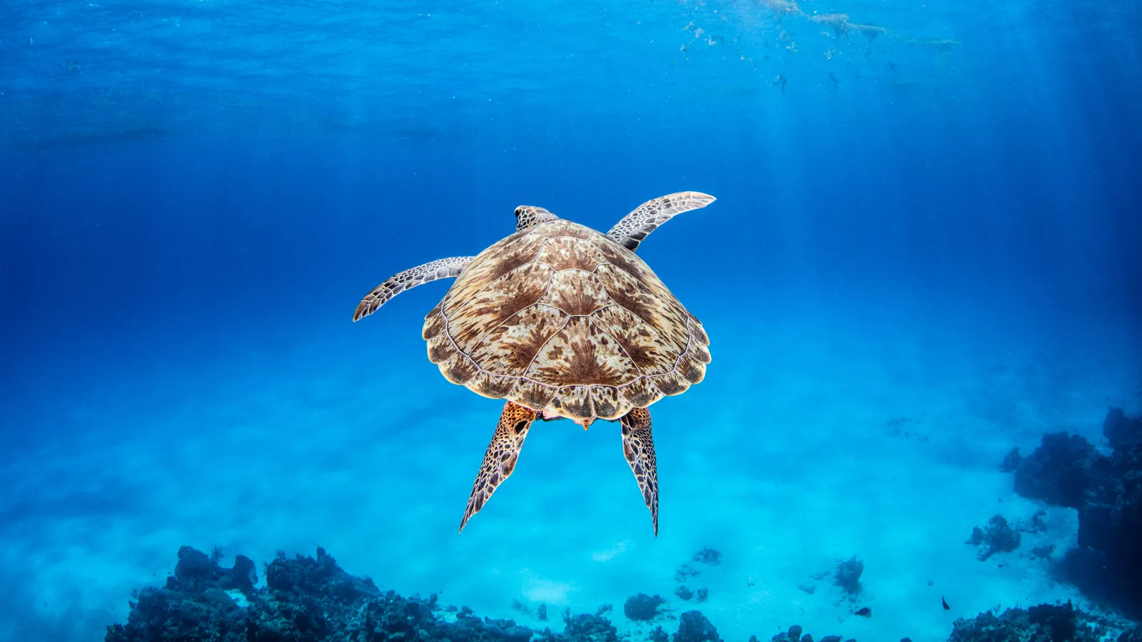 Sea Turtles in Hawaii: Species, Nesting & Best Spots