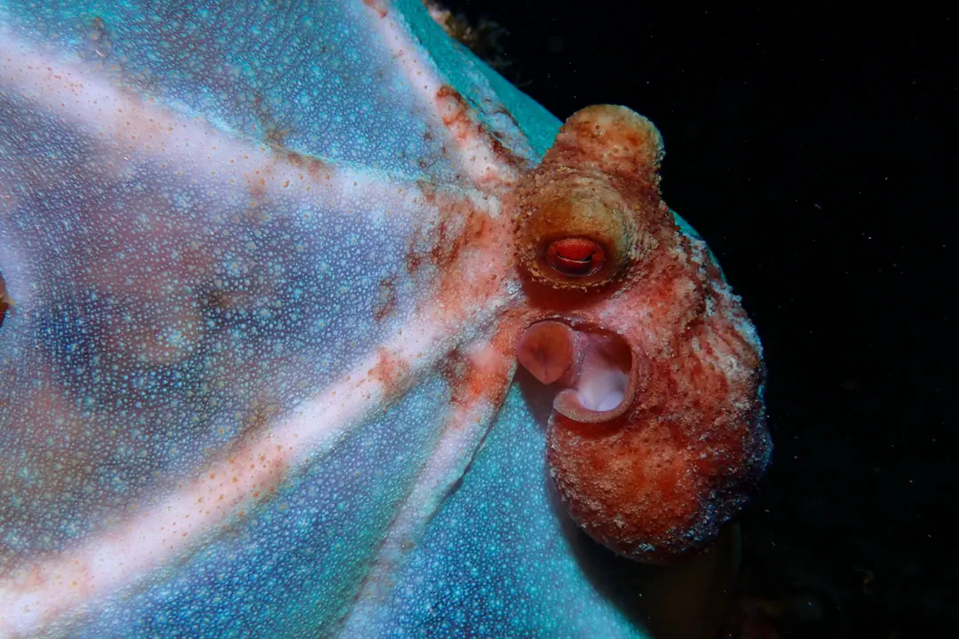 Caribbean Reef Octopus