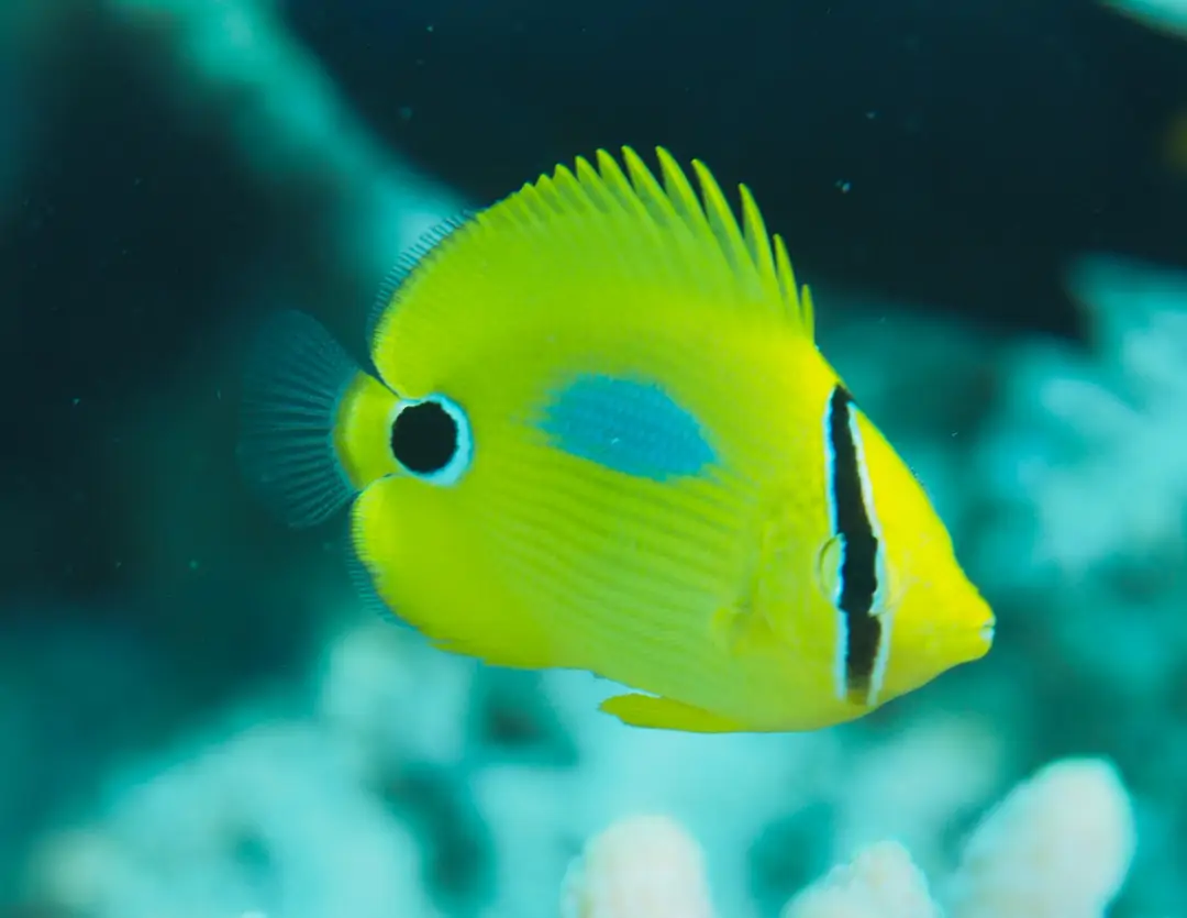 Seabook: Bluespot Butterflyfish