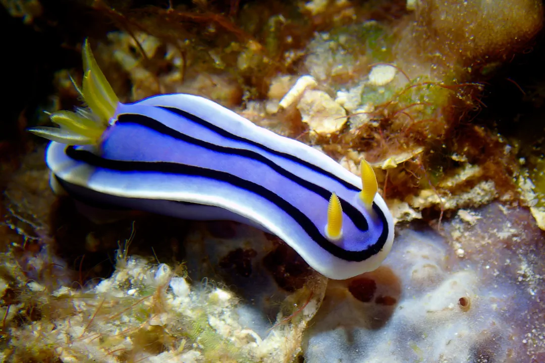 Loch's Chromodoris (Chromodoris lochi)