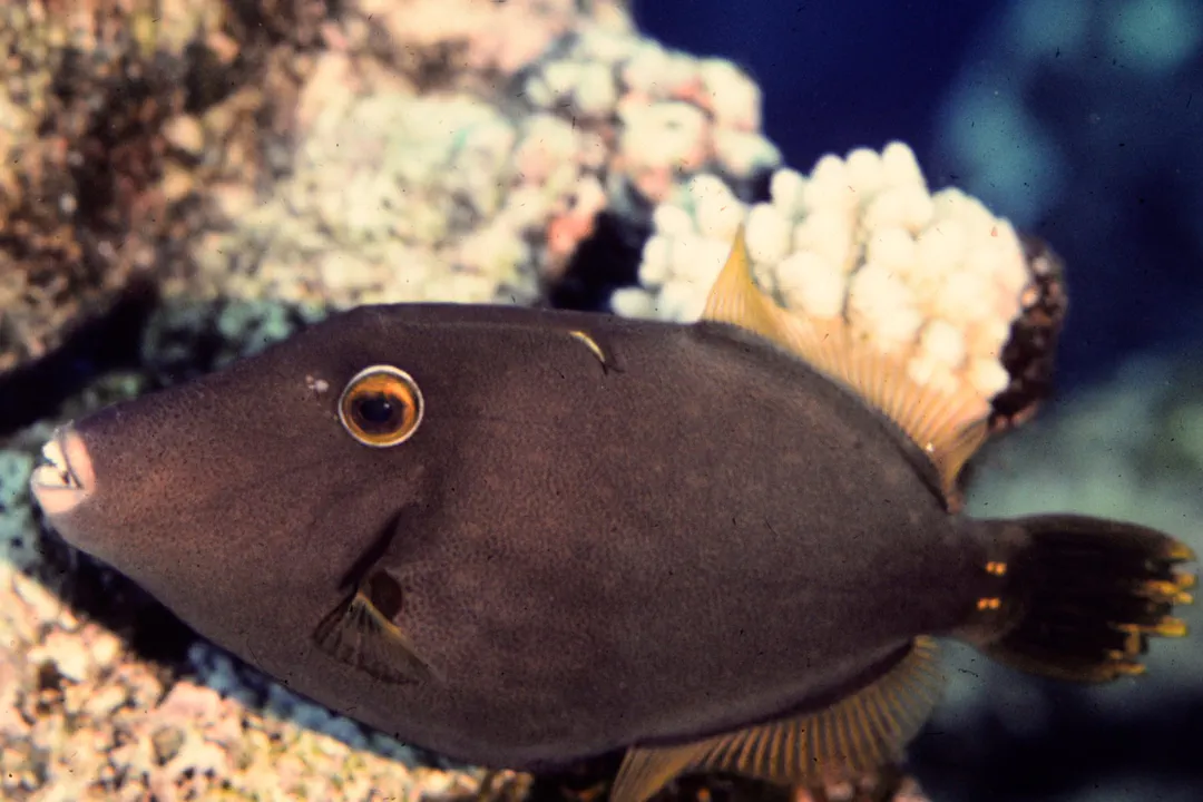 Barred Filefish