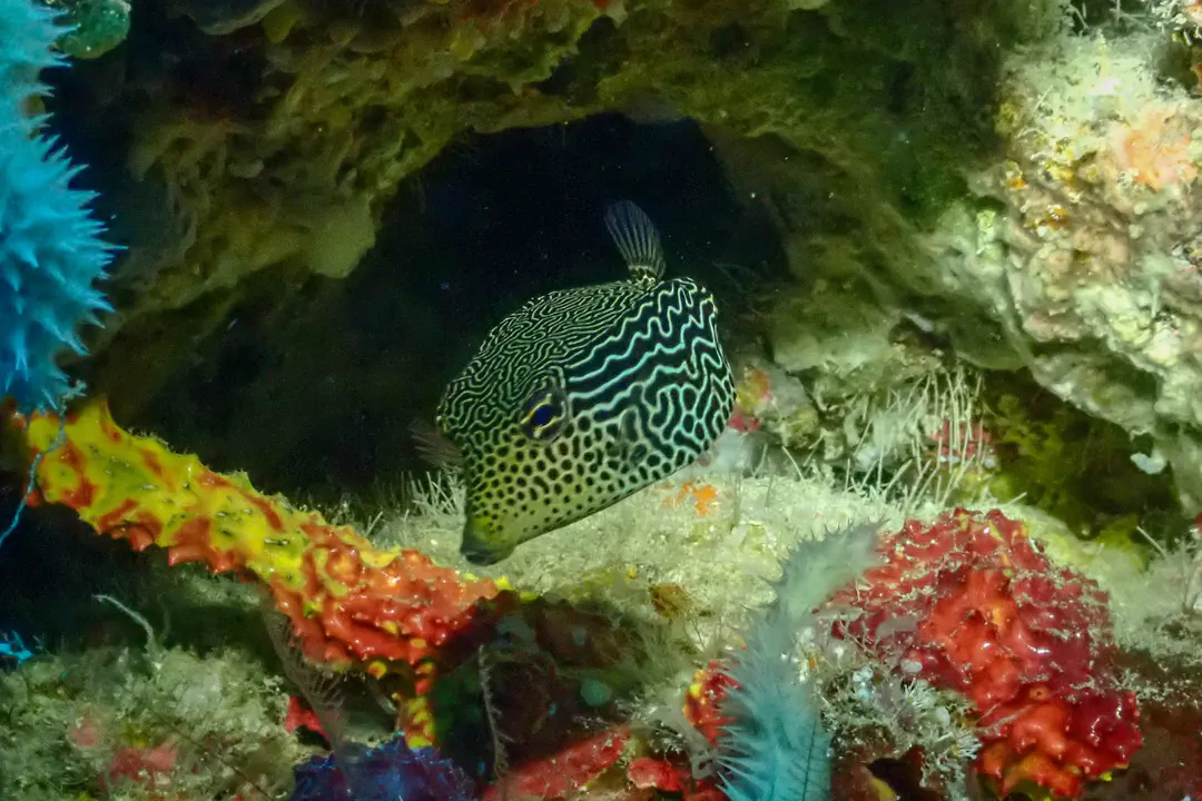 Striped Boxfish (female) (Ostracion solorensis)