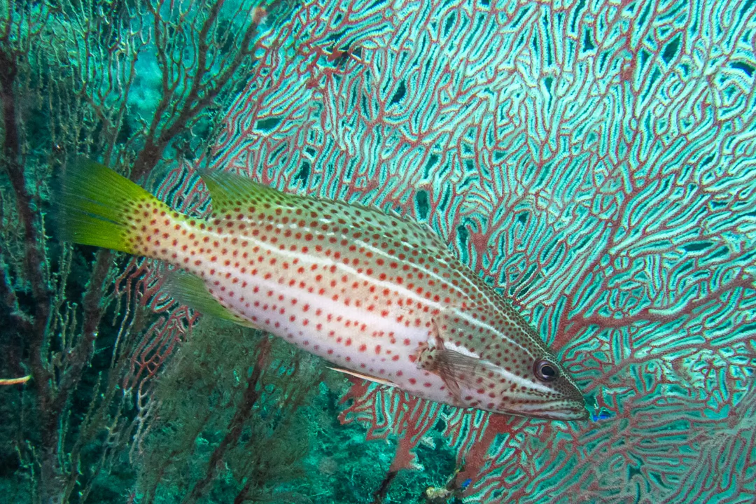 Slender Grouper (Anyperodon leucogrammicus)