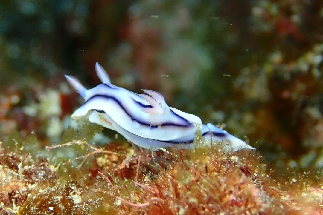 Loch's Chromodoris (pale) (Chromodoris lochi)