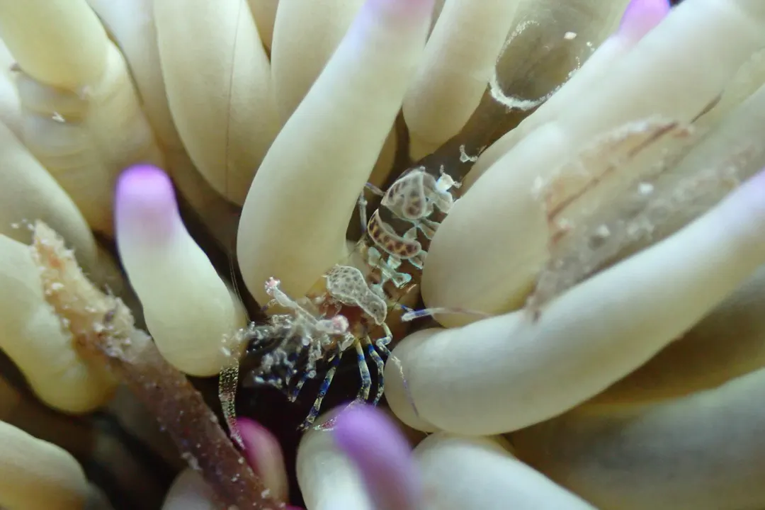 Periclimenes amethysteus (Periclimenes amethysteus)