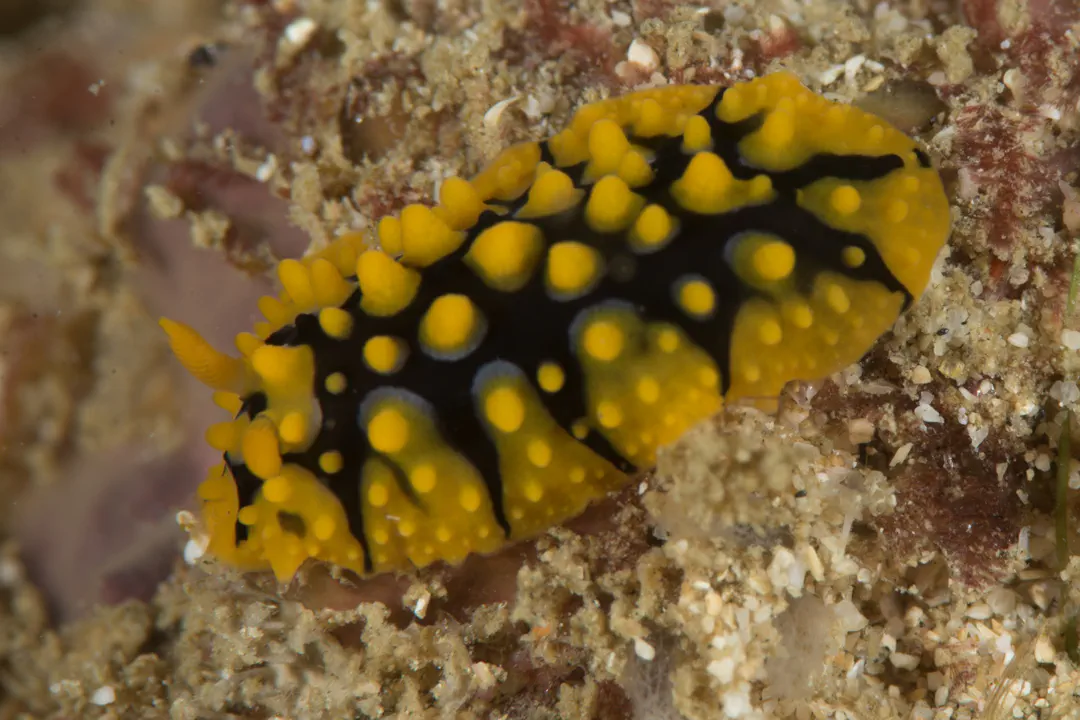 Phyllidia multituberculata (Phyllidia multituberculata)