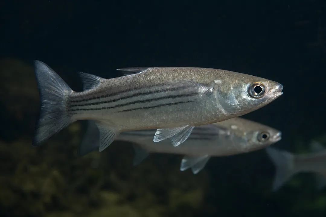 Greenback Mullet (Liza subviridis)