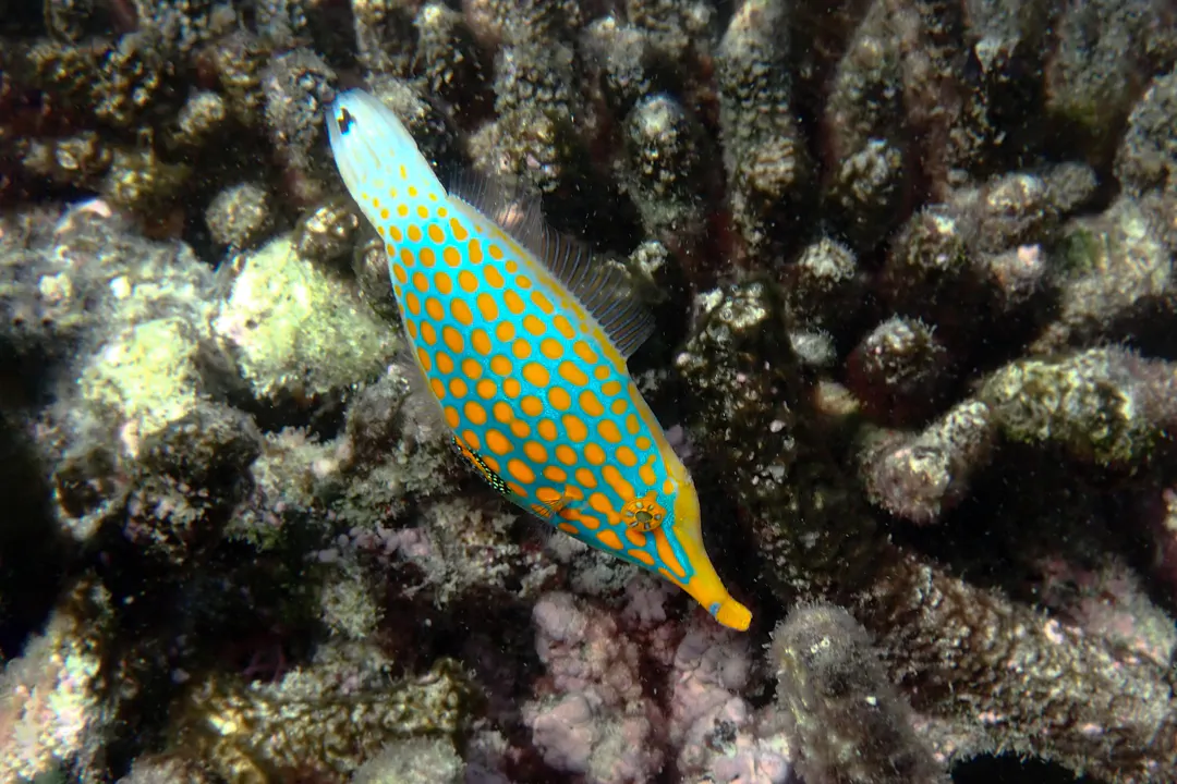 Longnose Filefish