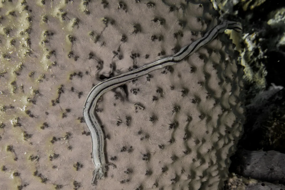 Lampert's Sea Cucumber