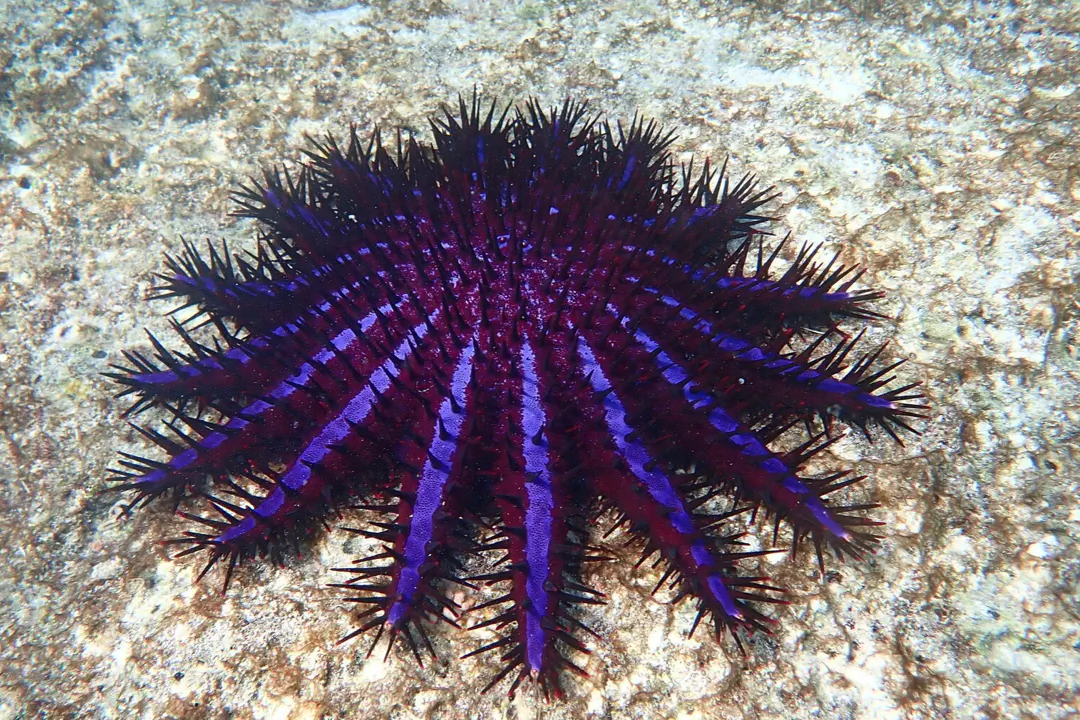 Crown-of-Thorns Sea Star