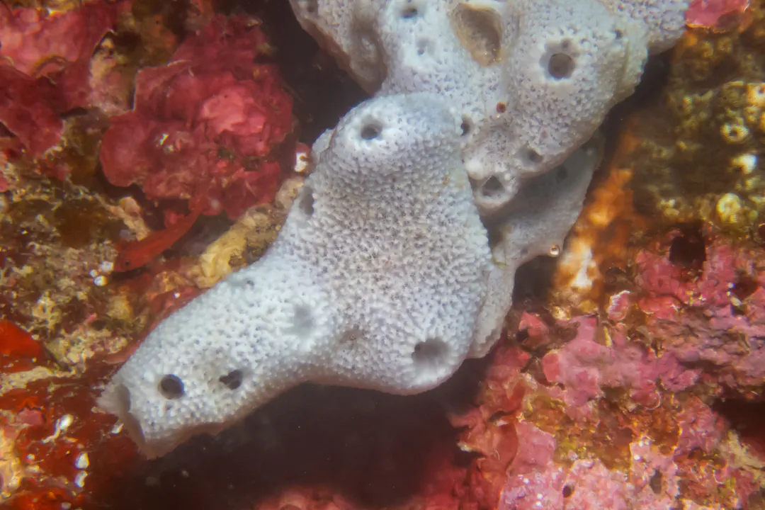 Tube Sponge