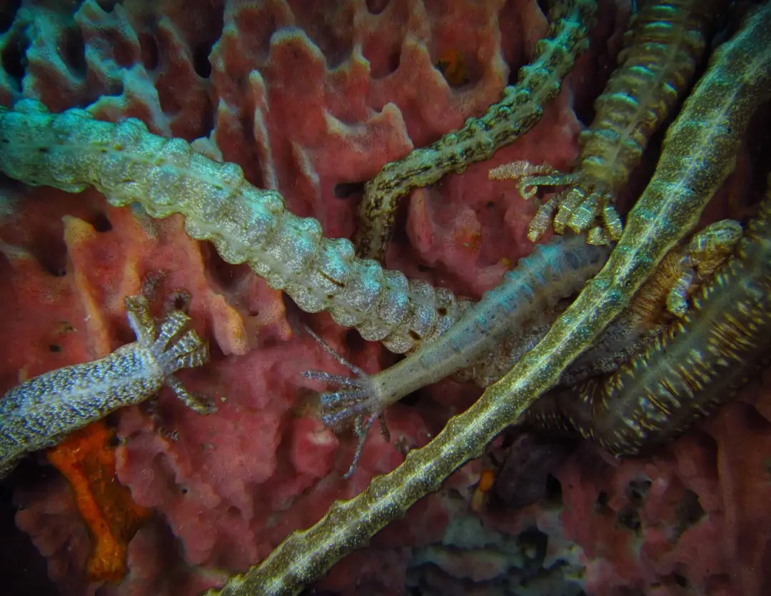 Seabook: Lampert's Sea Cucumber