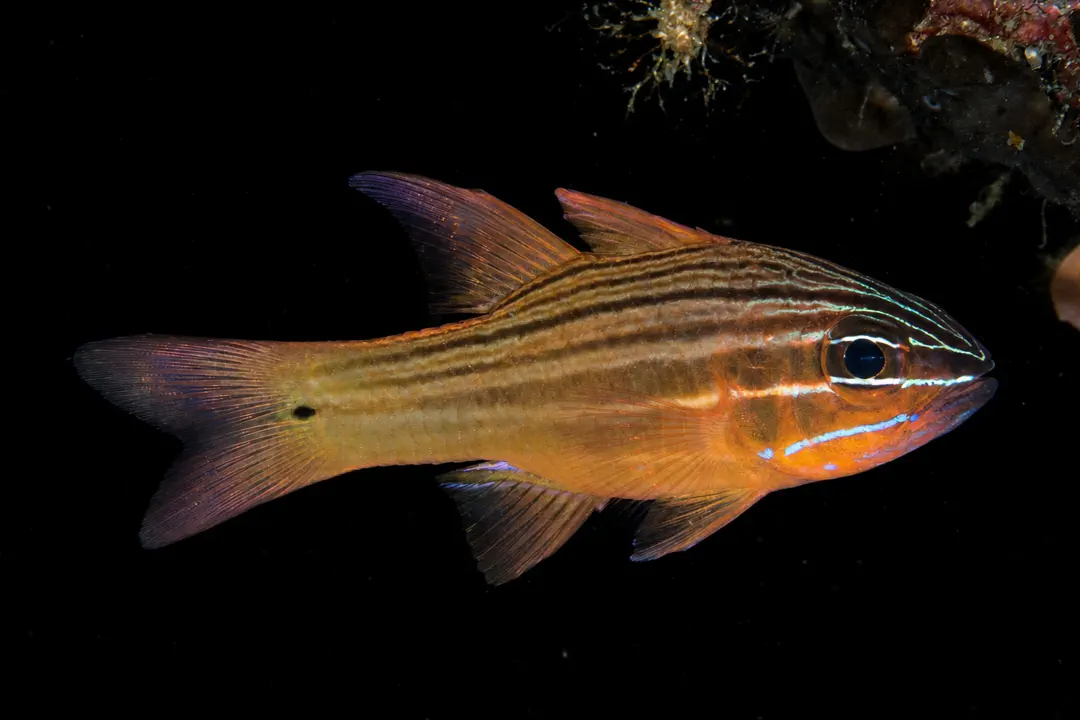 Yellowlined Cardinalfish (Ostorhinchus chrysotaenia)