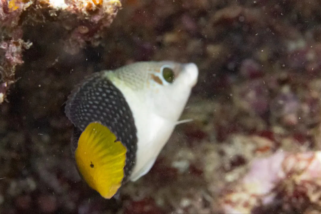 Blackeye Thicklip (juvenile)