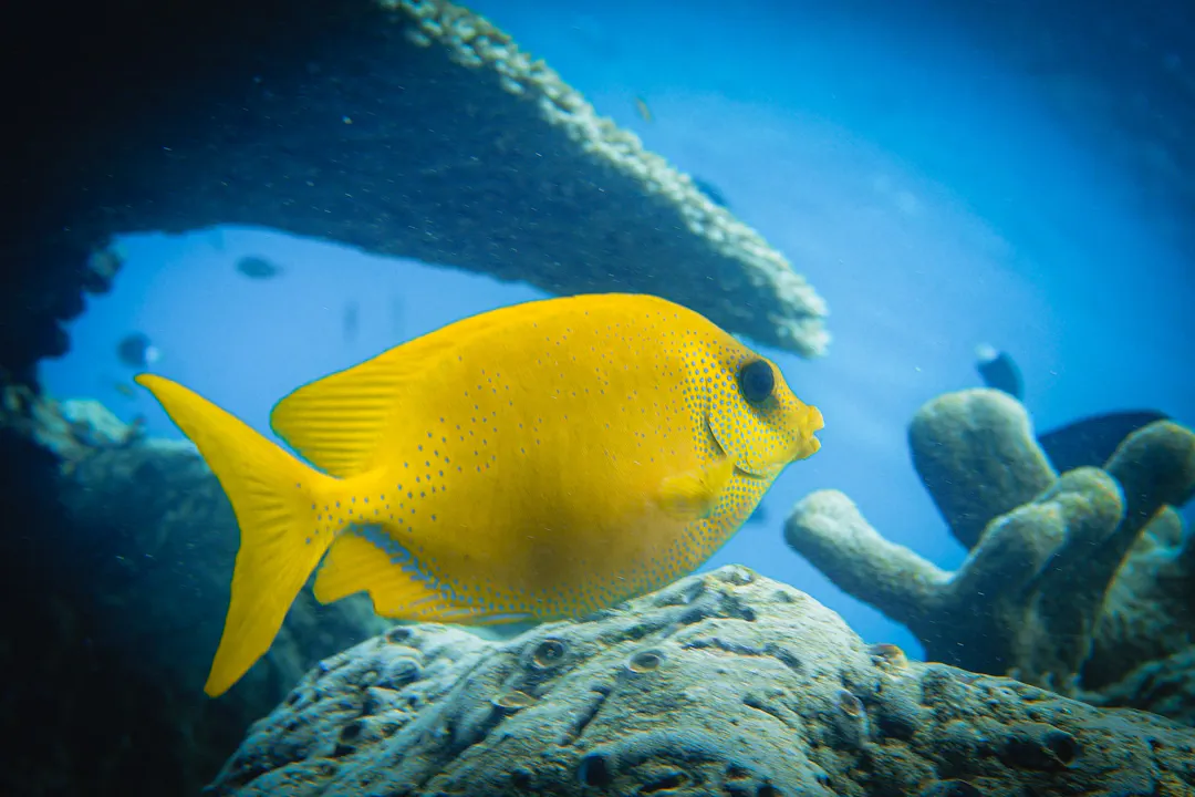 Coral Rabbitfish