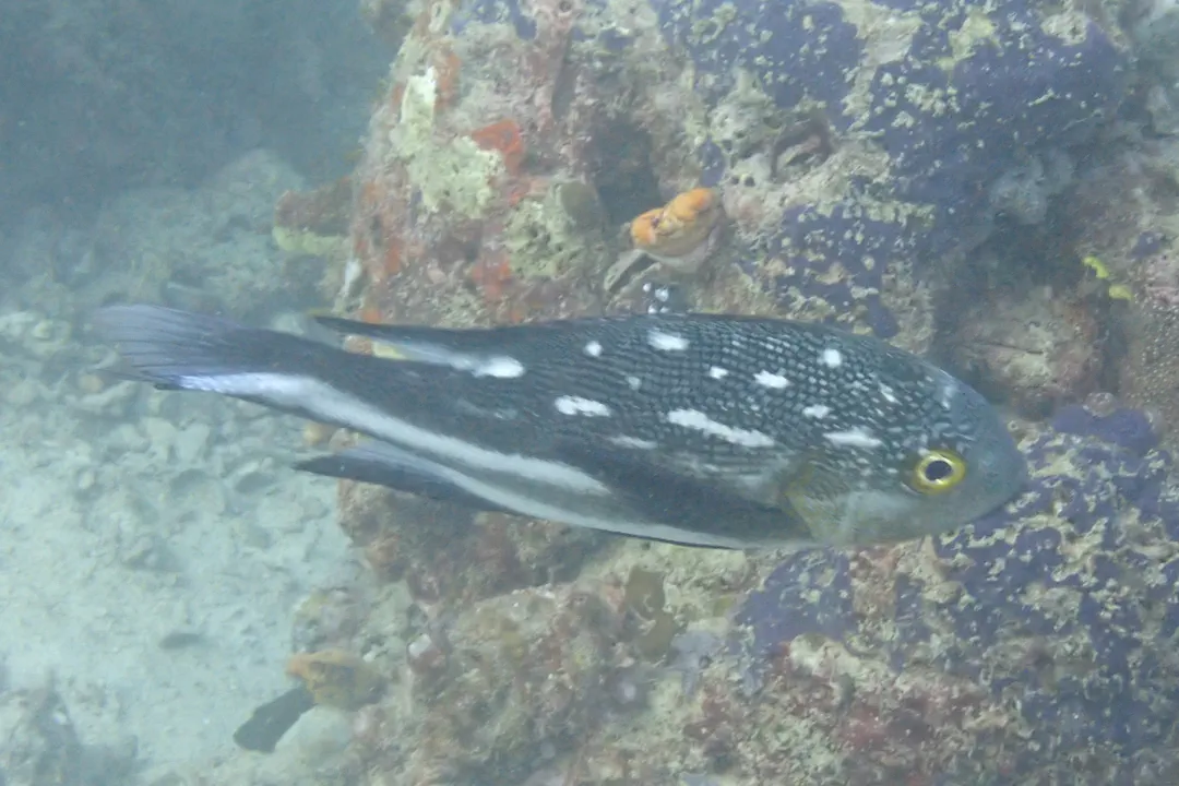 Midnight Snapper (small adult) (Macolor macularis)