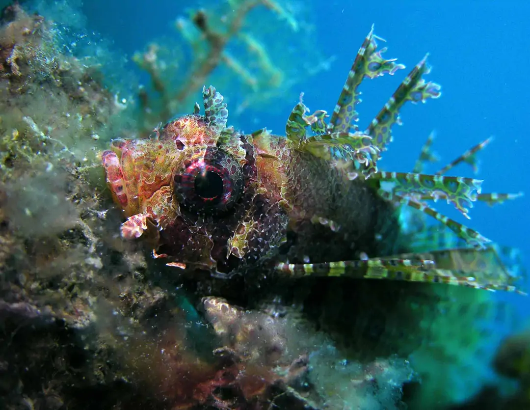 Seabook: Dwarf Lionfish