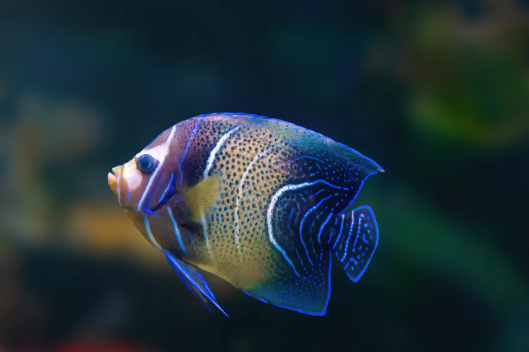 Koran Angelfish (juvenile) (Pomacanthus semicirculatus)