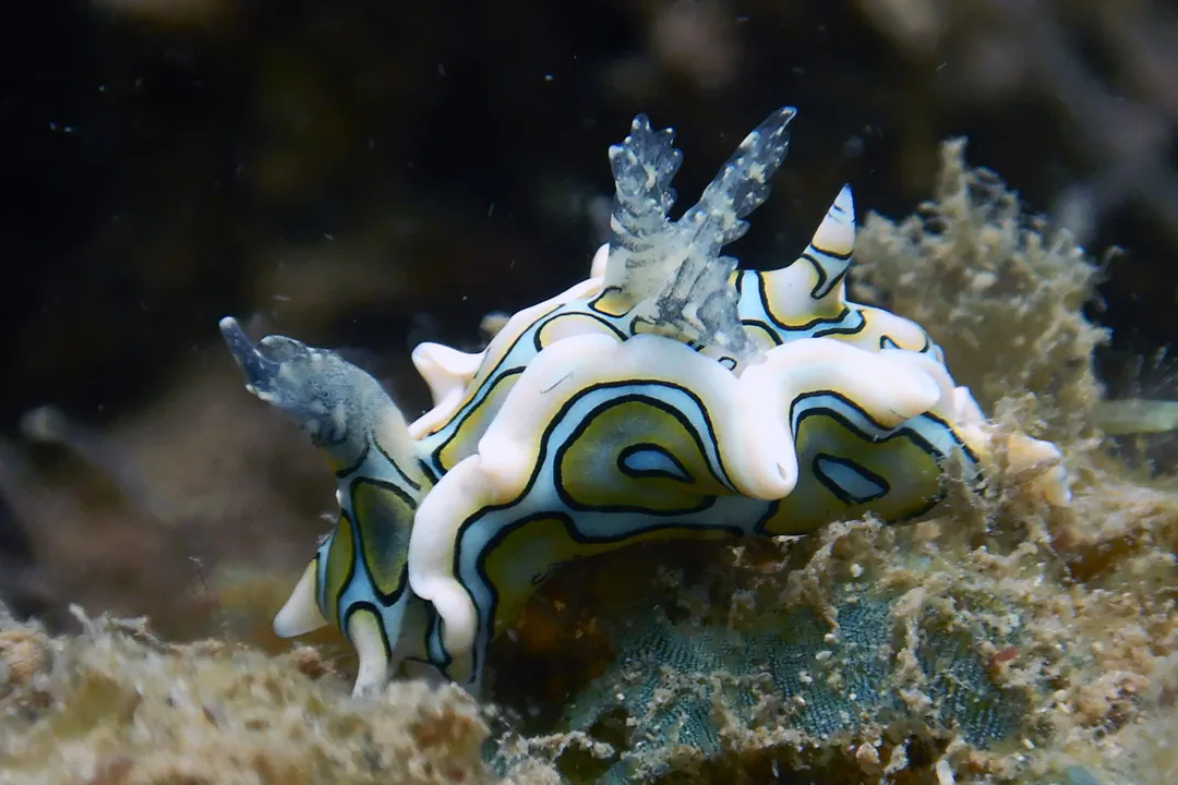 Psychedelic Batwing Slug (Sagaminopteron psychedelicum)