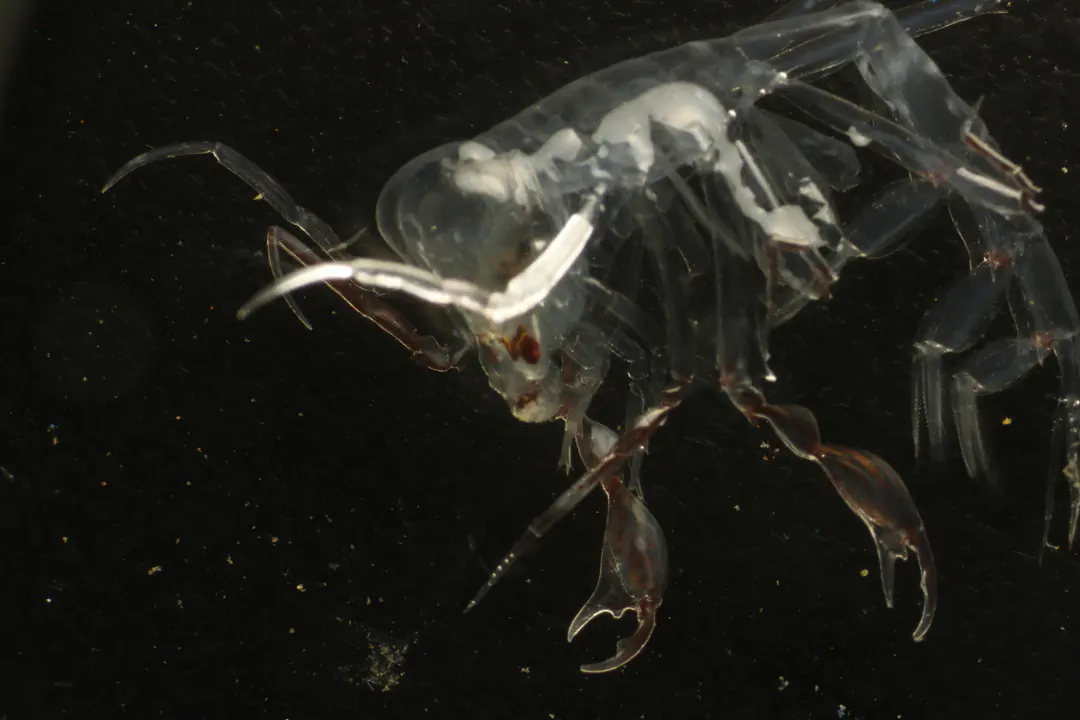 parasitic hyperiid amphipod