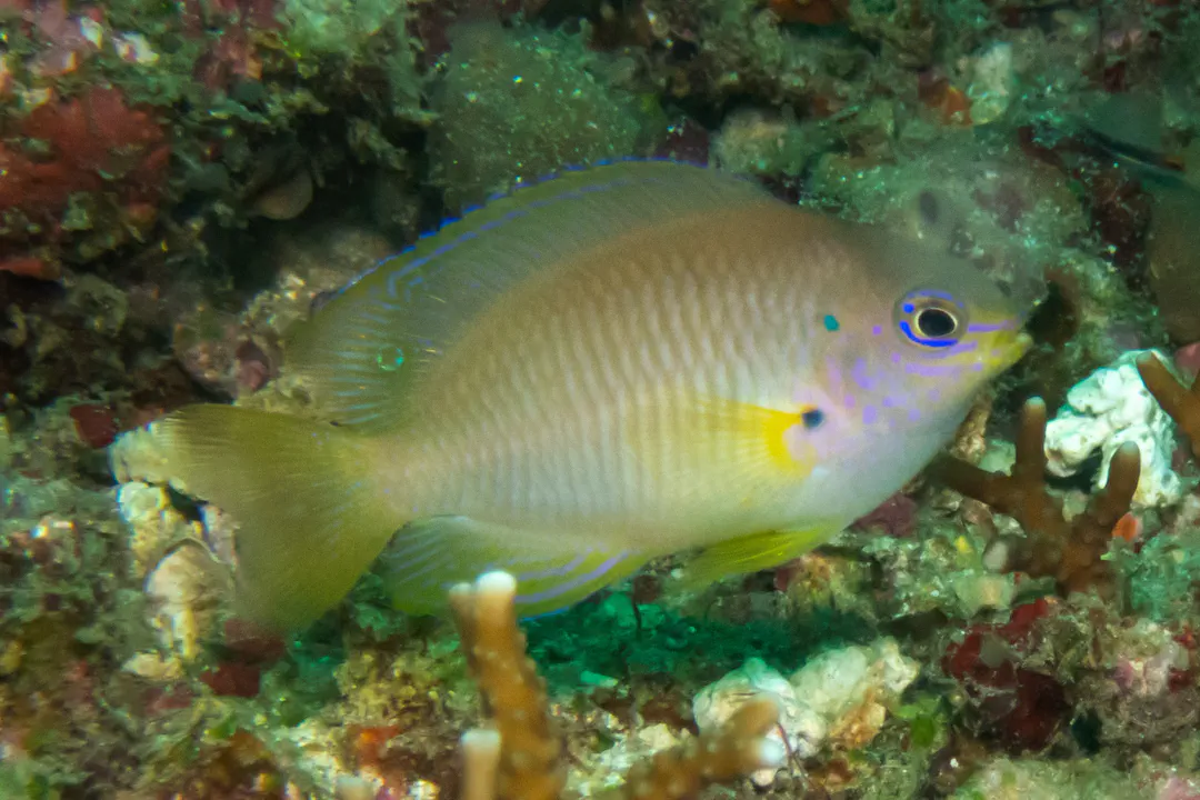 Ambon Damsel
