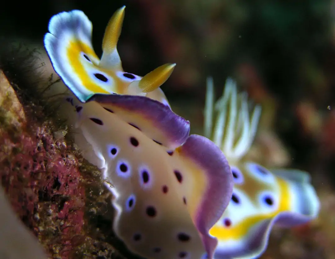 Seabook: Gem Sea Slug