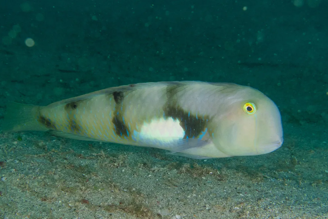 Whitepatch Razorfish