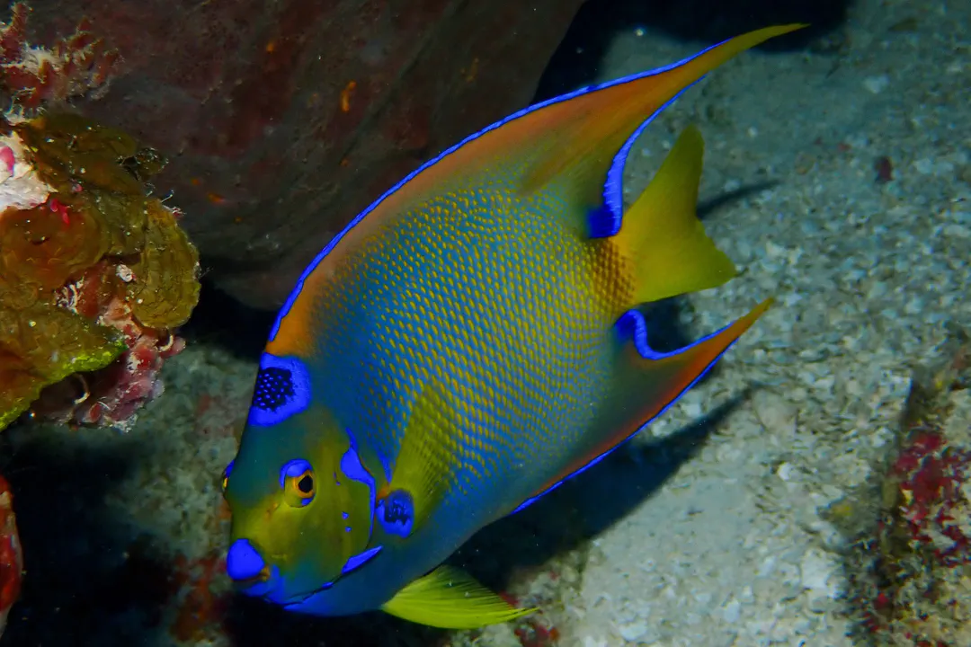 Queen Angelfish
