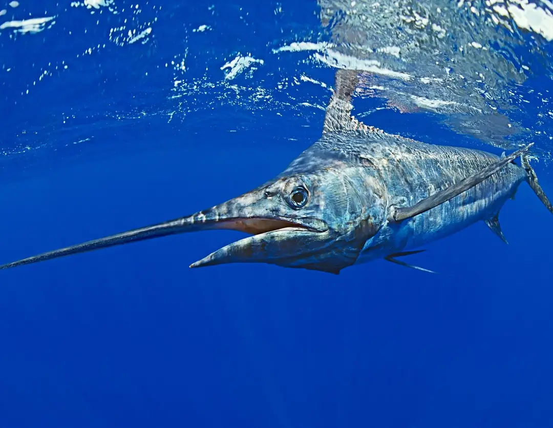 Seabook: Atlantic Blue Marlin