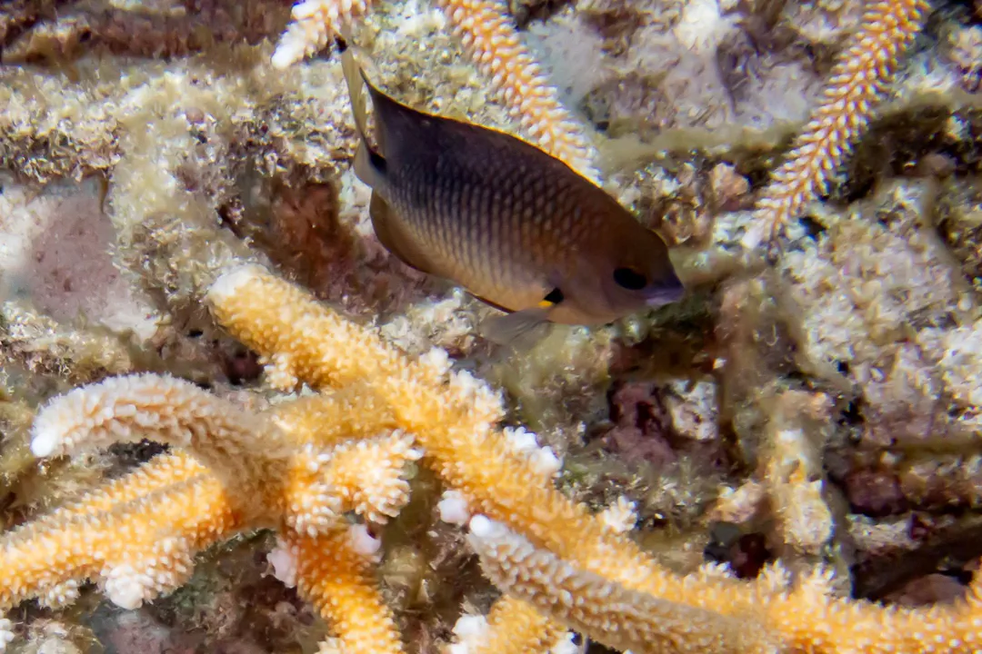 Threespot Damselfish (Stegastes planifrons)