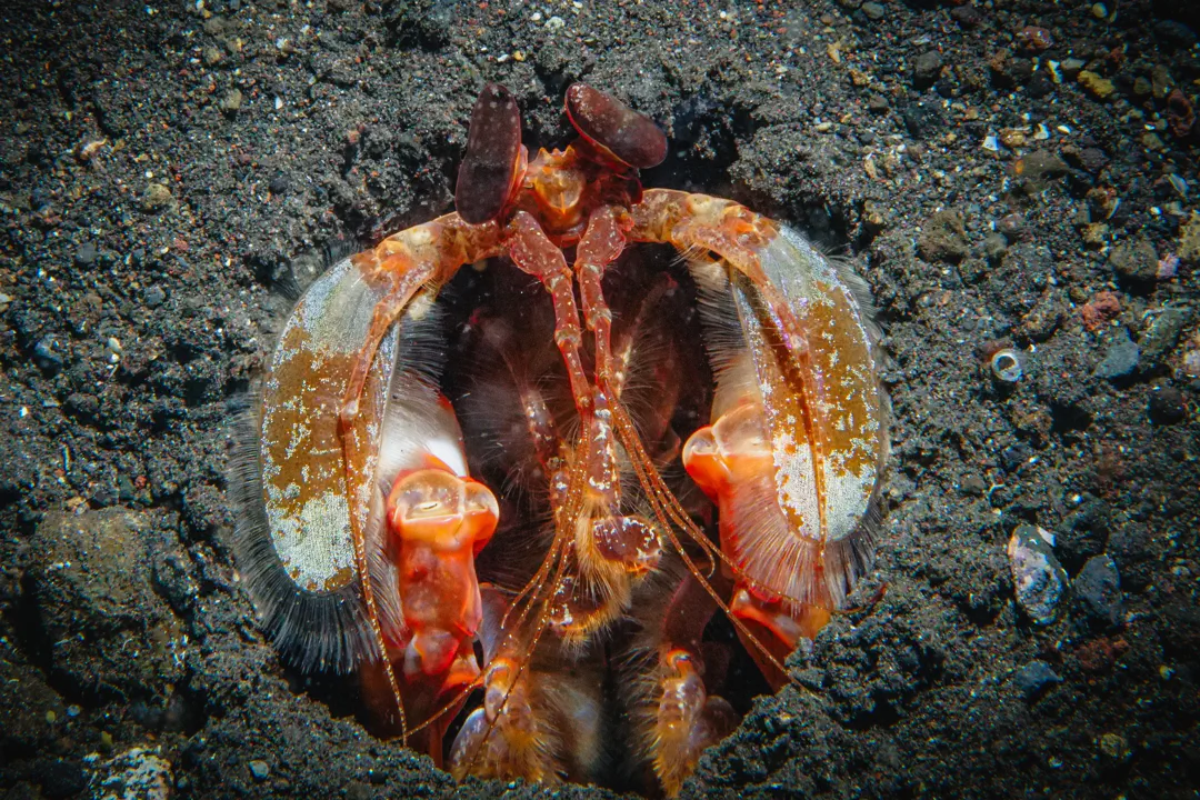 Lisa's Mantis Shrimp