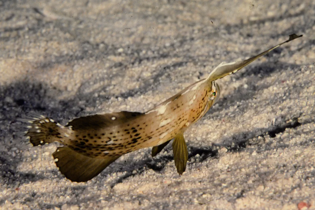 Peacock Razorfish (pale juvenile)