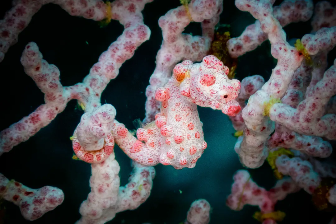 Pygmy Seahorse