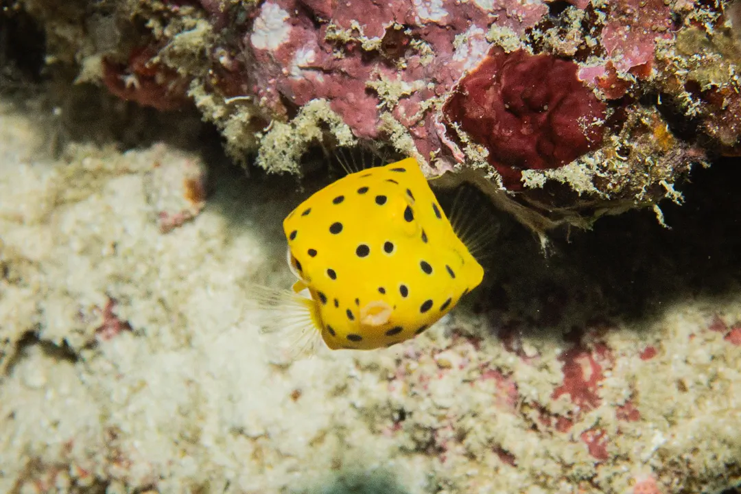 Yellow Boxfish (juvenile) (Ostracion cubicus)