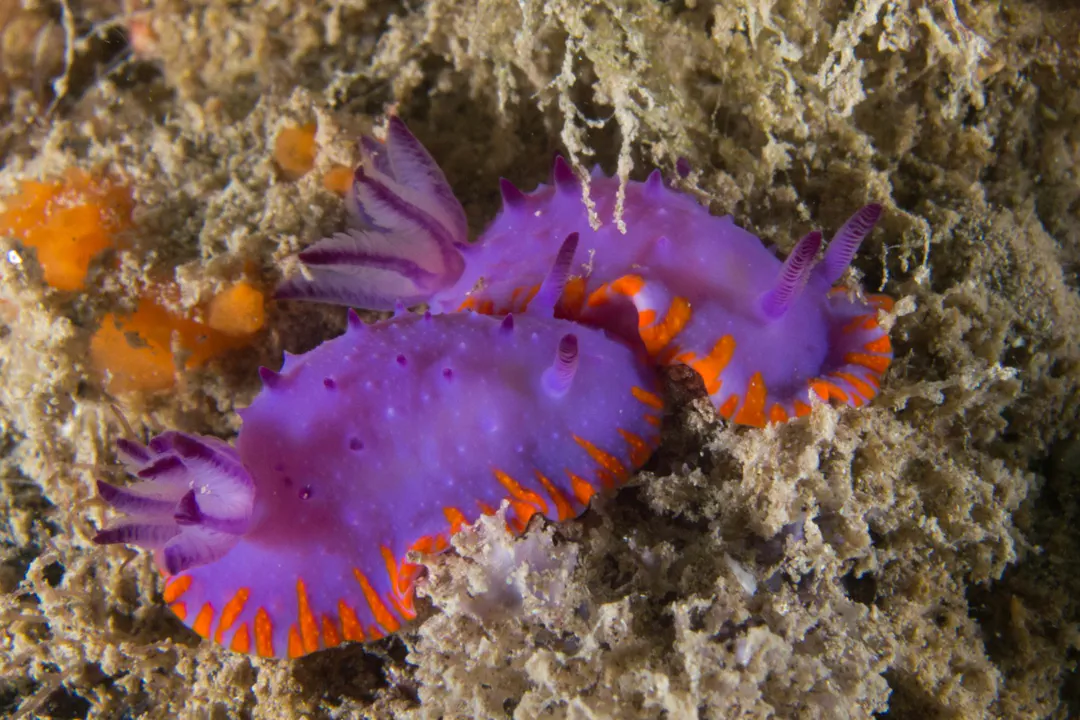 Mexichromis Macropus (Mexichromis macropus)