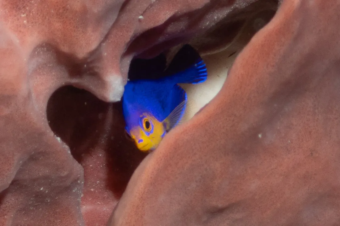 Cherubfish