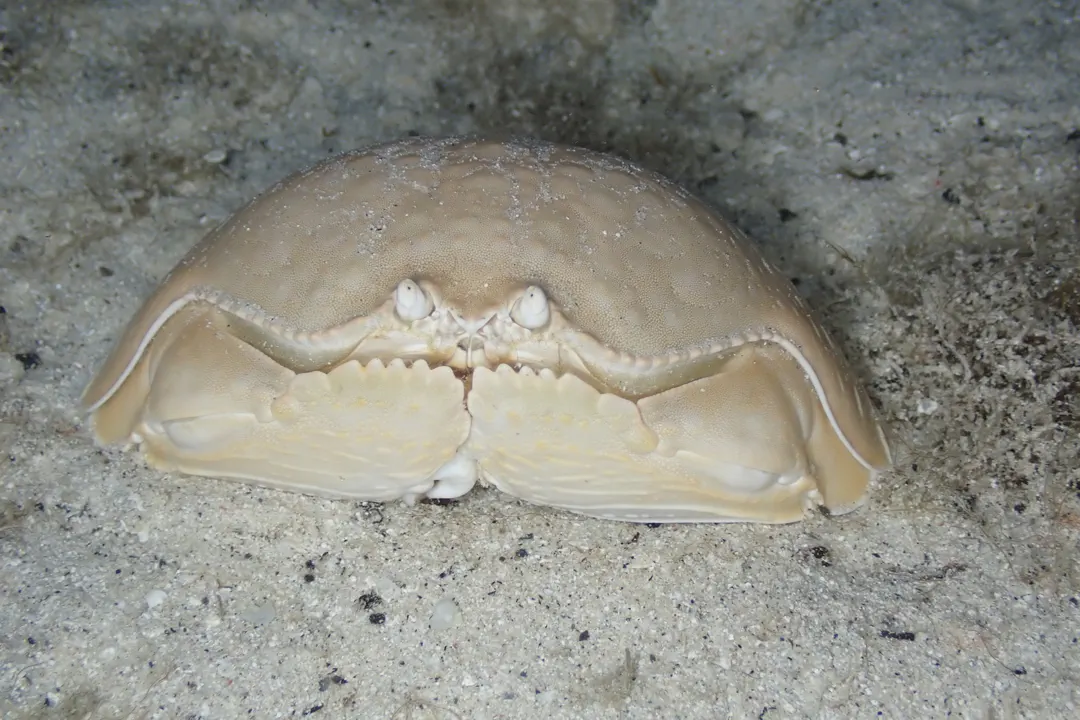 Smooth Box Crab (Calappa calappa)