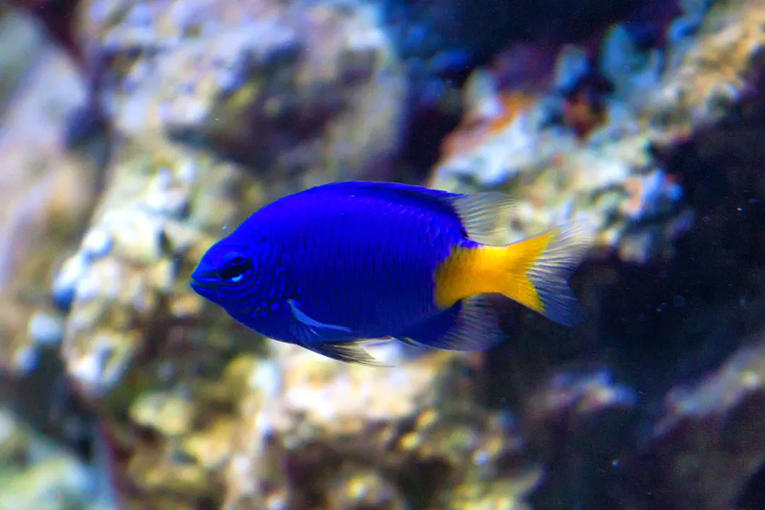 Caerulean Damsel (Pomacentrus caeruleus)