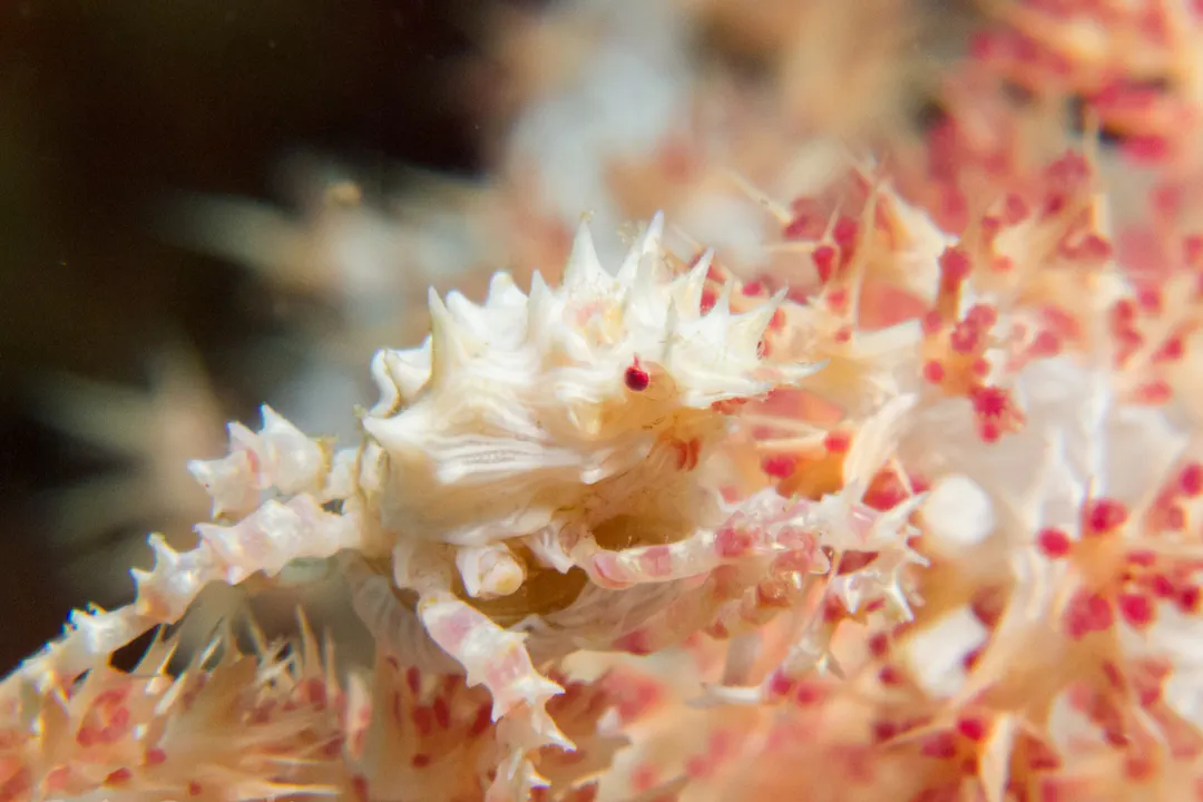 Soft Coral Crab (Hoplophrys oatesi)