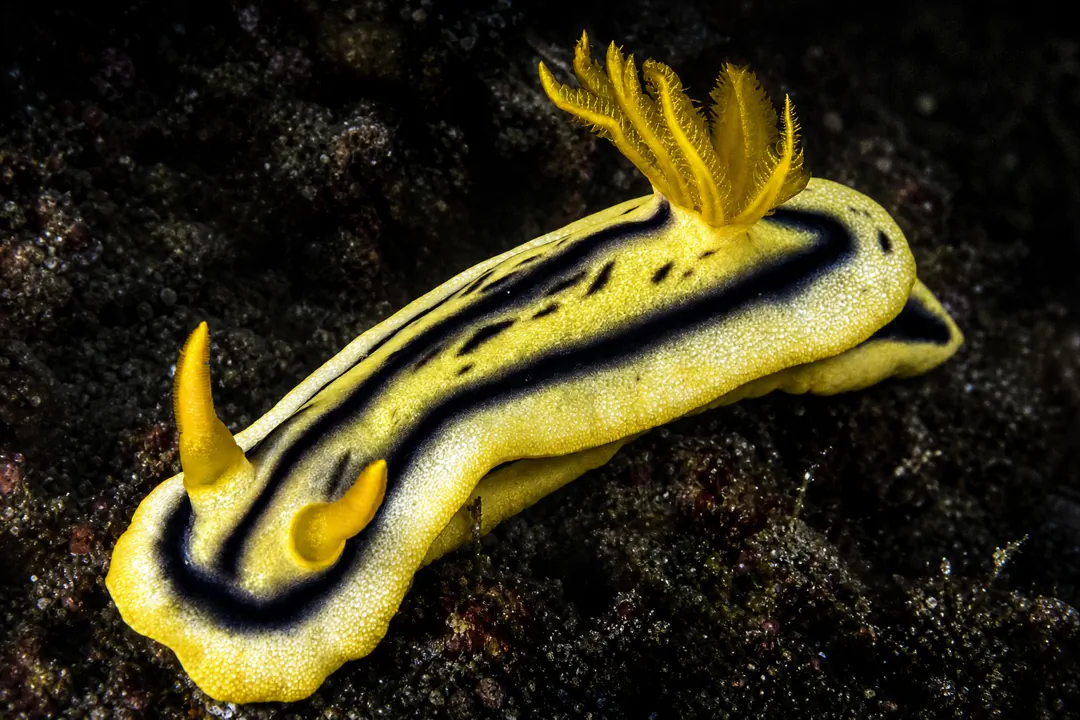 Chromodoris Joshi (Chromodoris joshi)