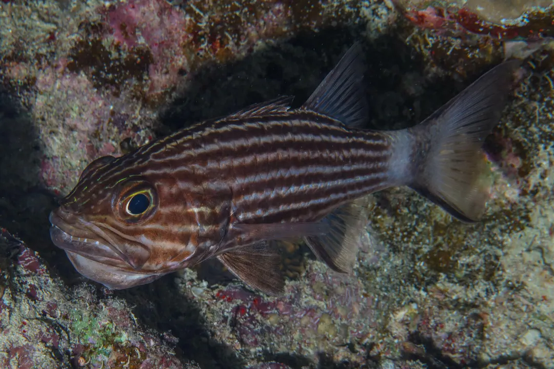 Tiger Cardinalfish (Cheilodipterus macrodon)