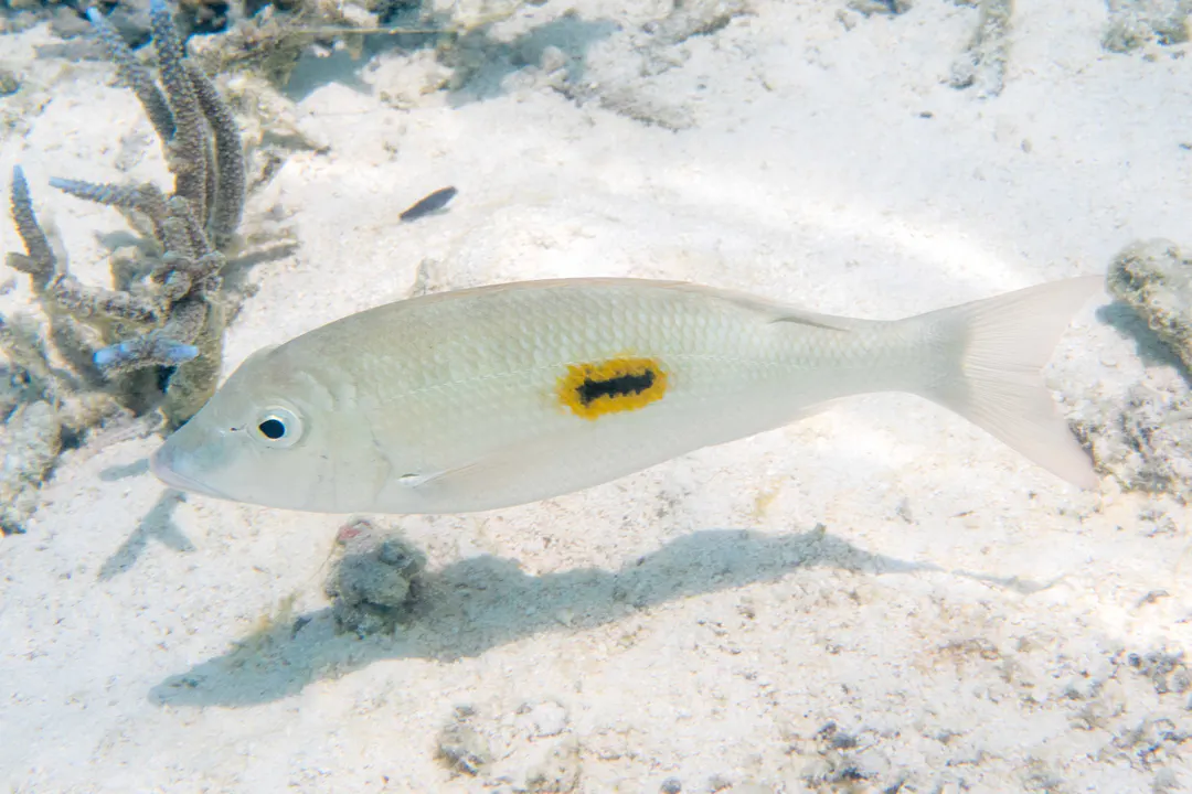 Thumbprint Emperor (Lethrinus harak)