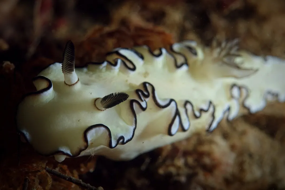Black-margined Nudibranch