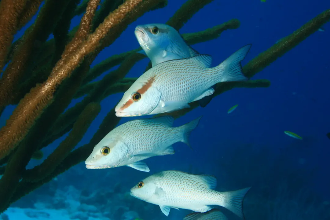 Mangrove Snapper