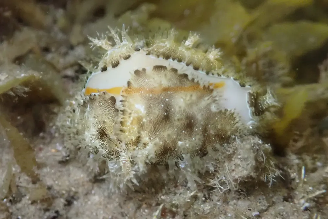 Gold Ring Cowrie