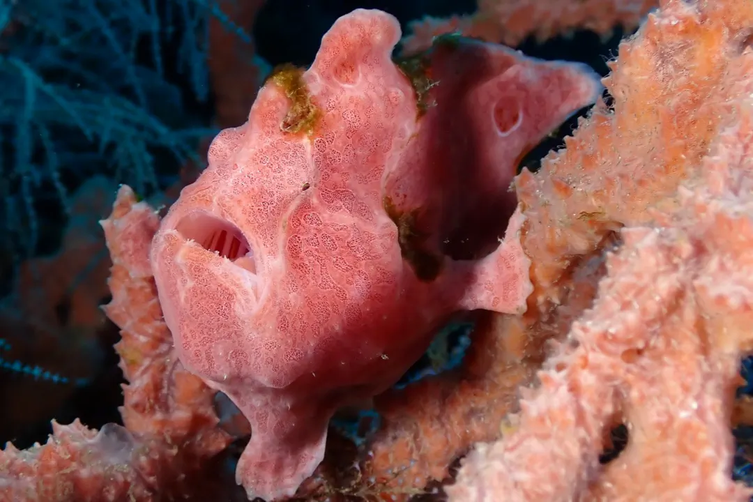 Giant Frogfish (pink)