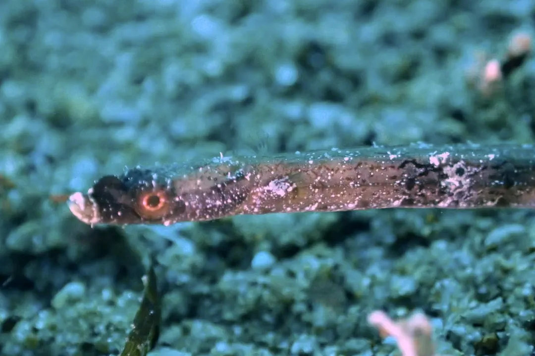 Duncker's Pipefish (Halicampus dunckeri)