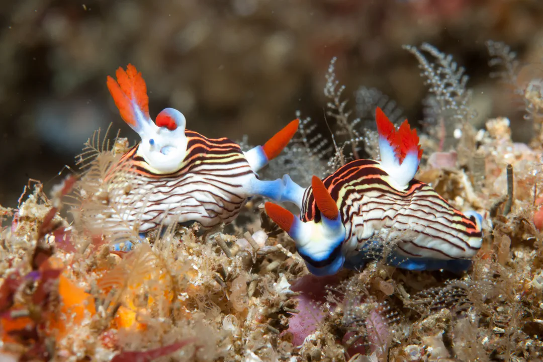 Nembrotha aurea (Nembrotha aurea)
